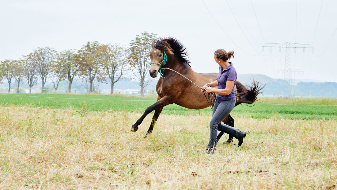 Entrenamiento de Caballos: Técnicas Eficaces para Principiantes y Expertos